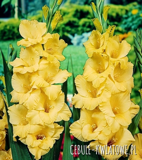 Gladiolus Mieczyk Wielkokwiatowy Bono 5 szt.