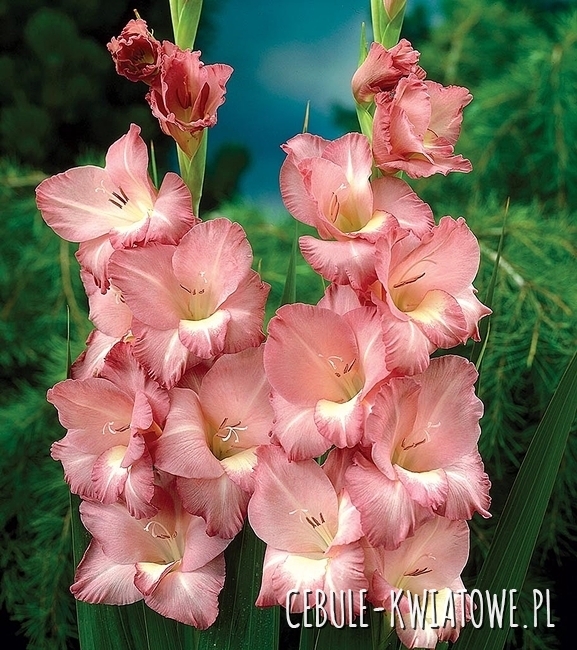 Gladiolus Mieczyk Wielkokwiatowy Smokey 5 szt.