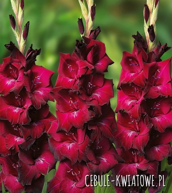 Gladiolus Mieczyk Wielkokwiatowy Mahler 5 szt.
