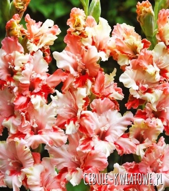 Gladiolus Mieczyk Karbowany Mindset 5 szt.