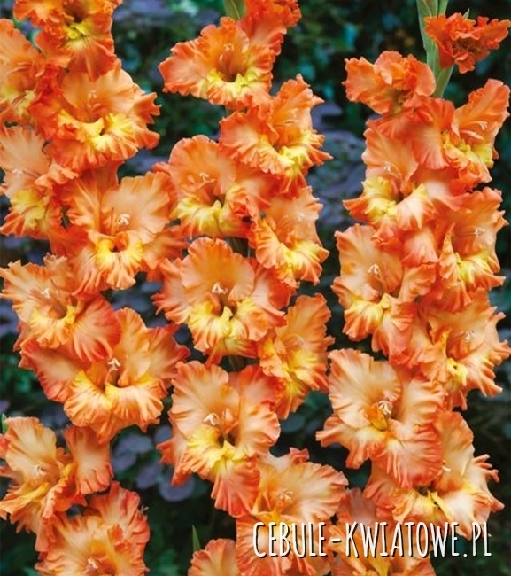 Gladiolus Mieczyk Karbowany Coral Crush 5 szt.