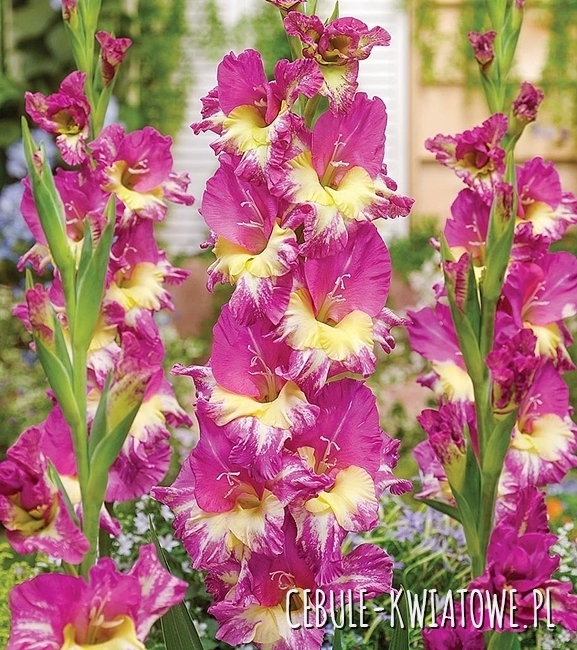 Gladiolus Mieczyk Wielkokwiatowy Extravert 5 szt.
