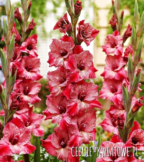 Gladiolus Mieczyk Wielkokwiatowy Strawberry Swirl 5 szt.