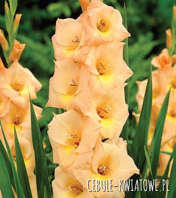 Gladiolus Mieczyk Wielkokwiatowy Esta Bonita 5 szt.