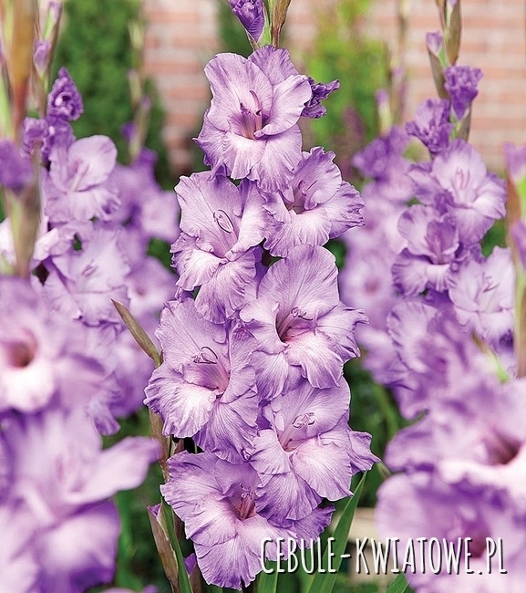 Gladiolus Mieczyk Wielkokwiatowy Milka 5 szt.