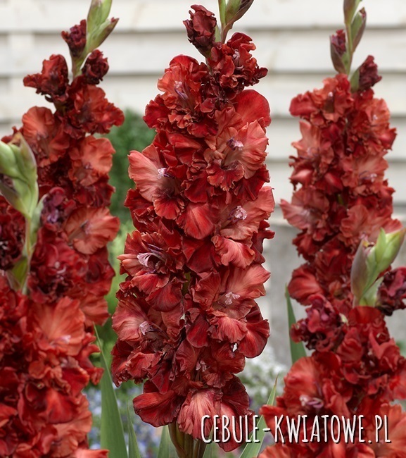 Gladiolus Mieczyk Wielkokwiatowy Cappuccino 5 szt.
