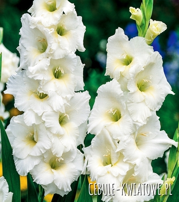Gladiolus Mieczyk Wielkokwiatowy Nova Zembla 5 szt.