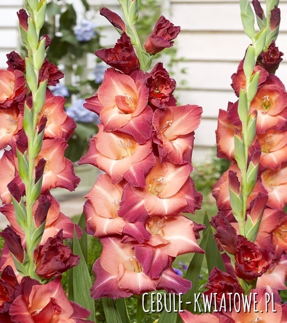 Gladiolus Mieczyk Wielkokwiatowy Ocaso 5 szt.