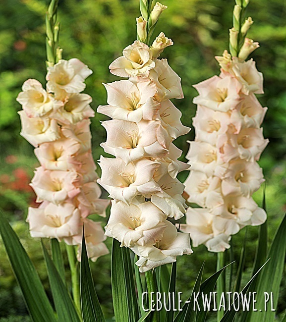 Gladiolus Mieczyk Kremowy 10 szt.