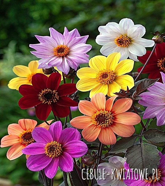 Dalia Bee Friendly 1 Szt.