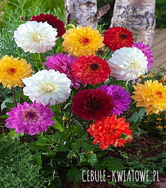 Dalia Deco Mix 1 Szt.