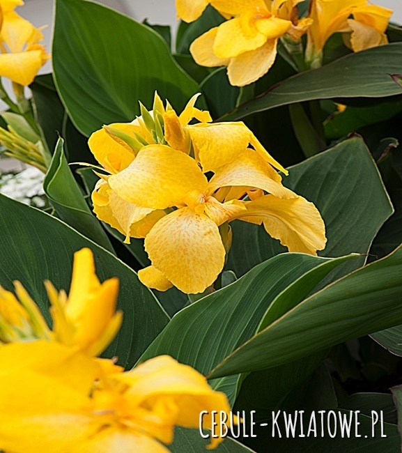 Canna Kanna Shining Yellow 1 Szt.