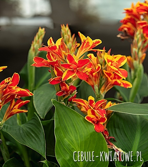 Canna Kanna Mandarin Orange 1 Szt.