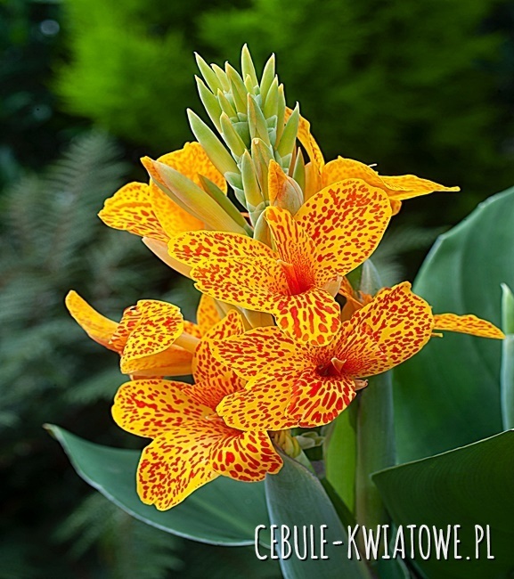 Canna Kanna Tenerife 1 Szt.