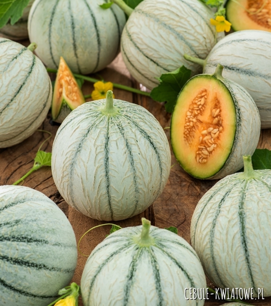 Melon Bosman wczesny delikatny słodki smak