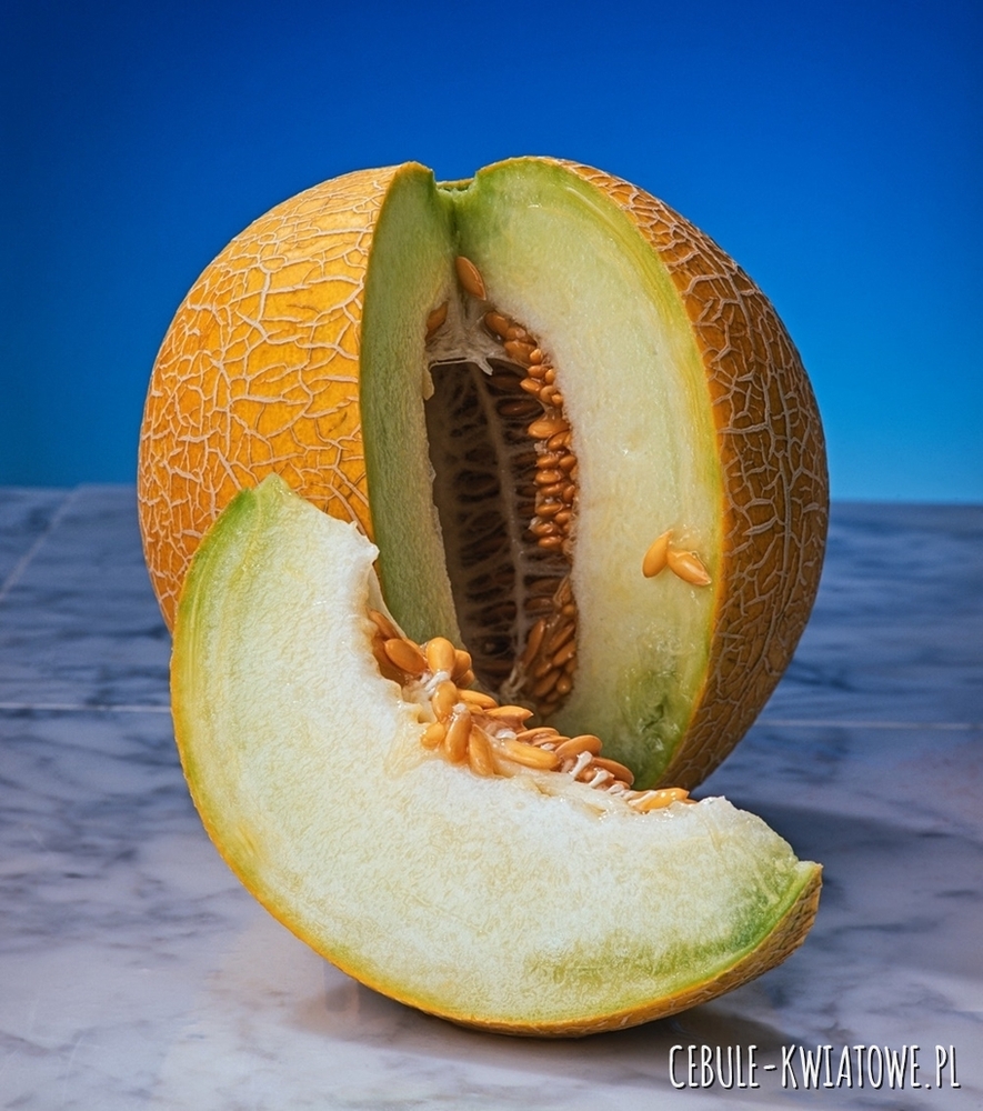 Melon Seledyn F1 b. wczesny odporny