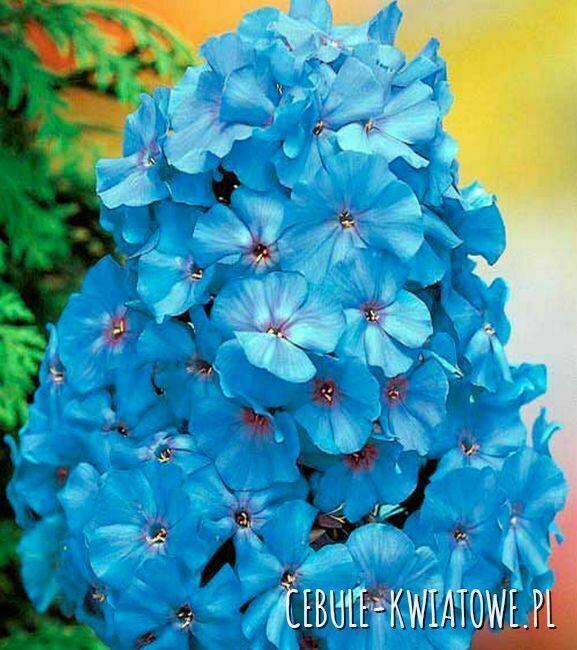 Phlox Płomyk Wiechowaty Blue Boy 1 szt.
