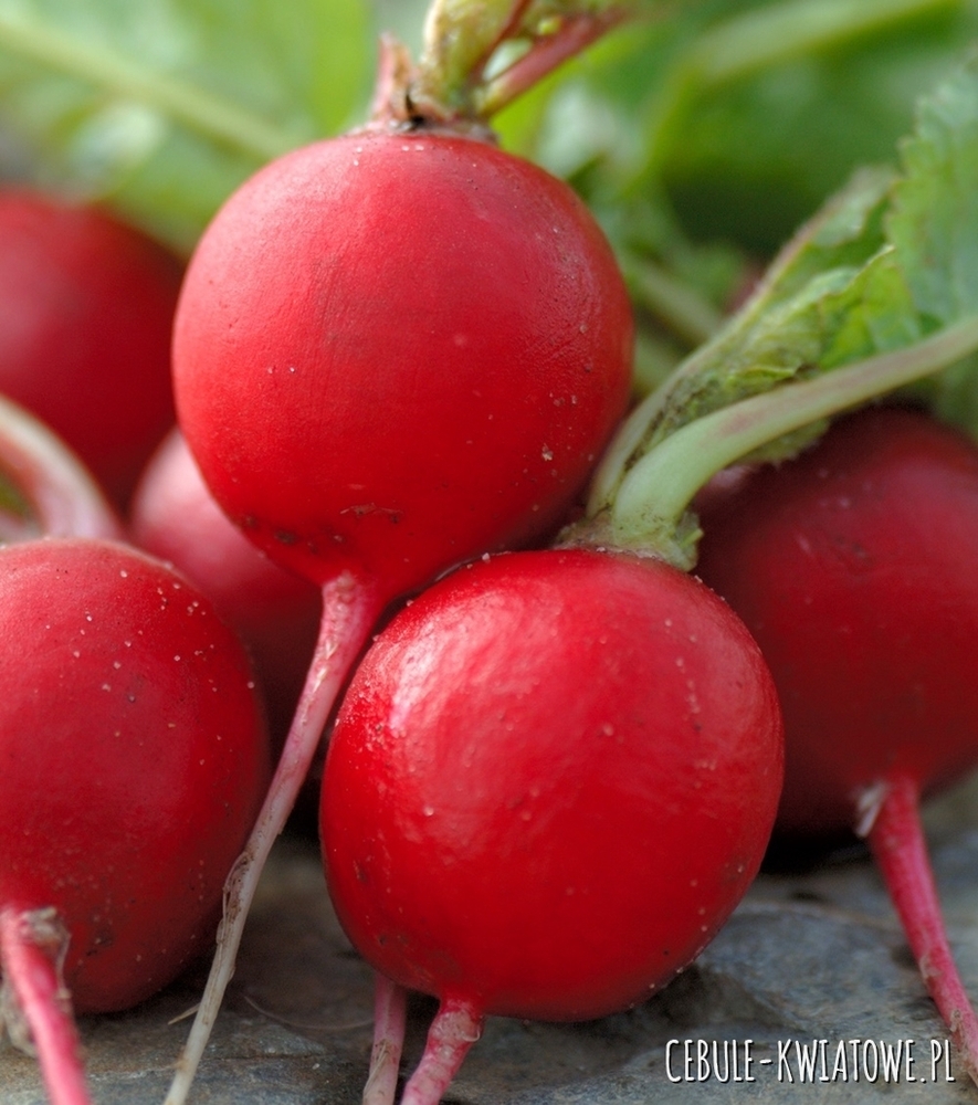 Rzodkiewka Ester delikatna w smaku odporna na pękanie