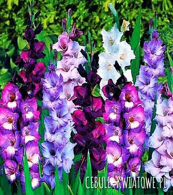 Gladiolus Mieczyk kolory fioletu mix 5 szt.