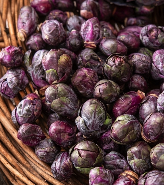 Kapusta brukselska Red - śr. wczesna - purpurowa