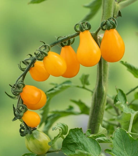 Pomidor gruntowy wysoki Yellow Pearshaped - owoce typu "cherry", gruszkowate, żółte