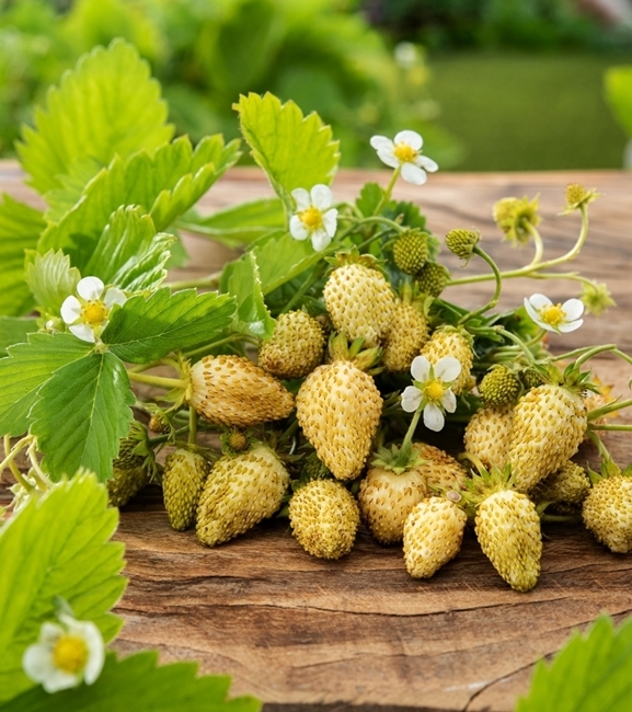 Poziomka Yellow Wonder (Yellow Cream) - owoce kremowożółte