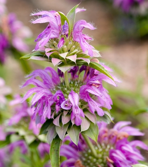Monarda, Pysznogłówka - cytrynowa - miododajna bylina