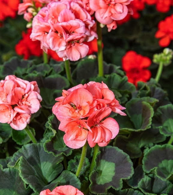 Pelargonia rabatowa Gama F1 - łososiowa
