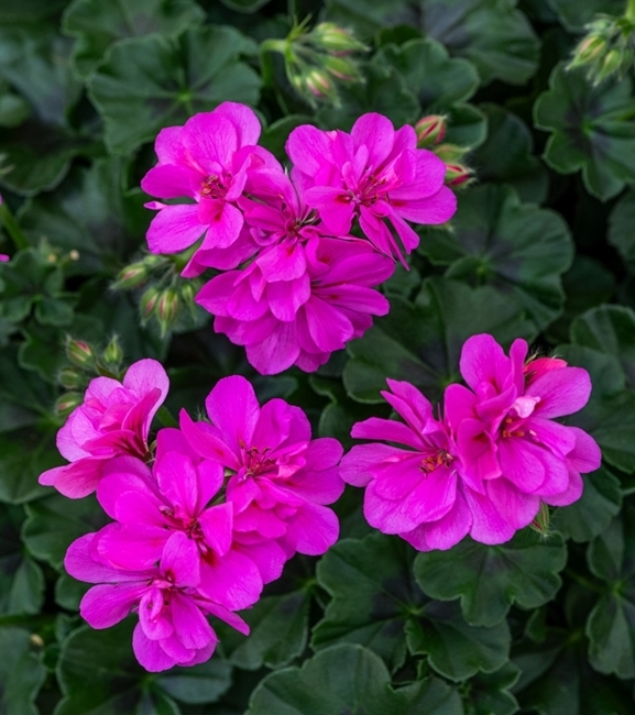 Pelargonia rabatowa Gama F1 - fioletowa