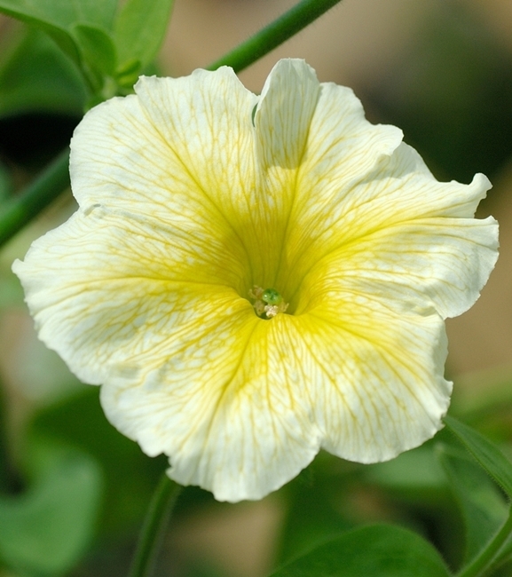 Petunia ogrodowa Kaskada - żółta jednoroczna