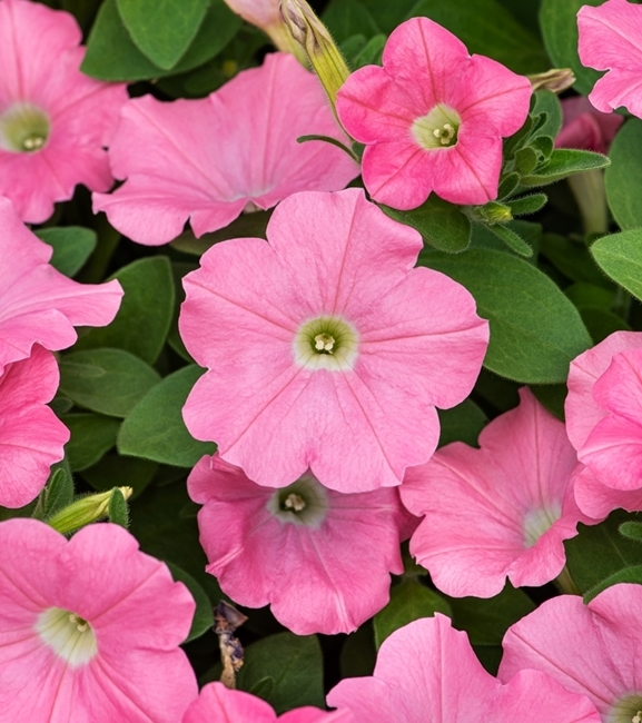 Petunia ogrodowa Kaskada - różowa jednoroczna