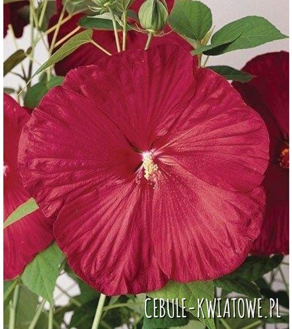 Hibiskus Bagienny Luna RED 1 szt.
