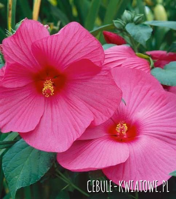 Hibiskus Bagienny Luna Rose 1 szt.