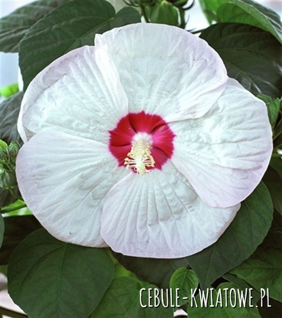 Hibiskus Bagienny Luna White 1 szt.
