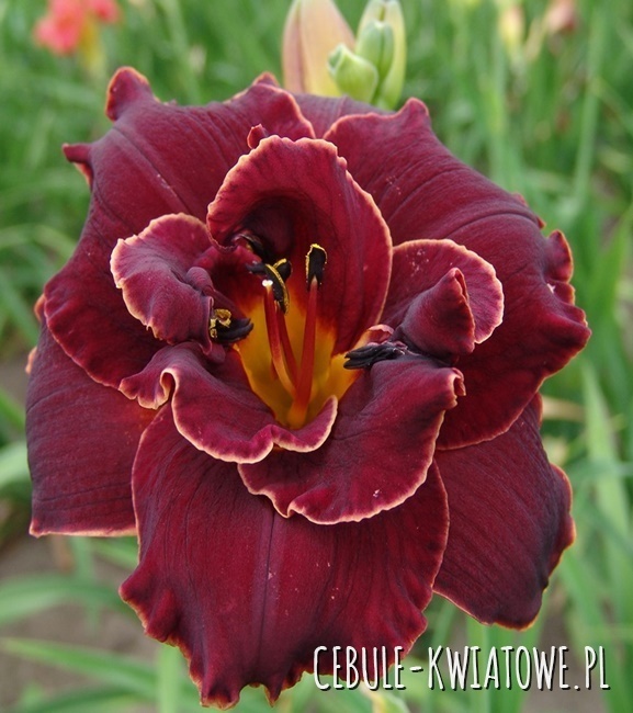 Hemerocallis Liliowiec Pełny Night Embers 1 szt.