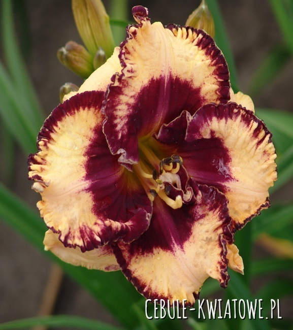 Hemerocallis Liliowiec Pełny Open My Eyes 1 szt.