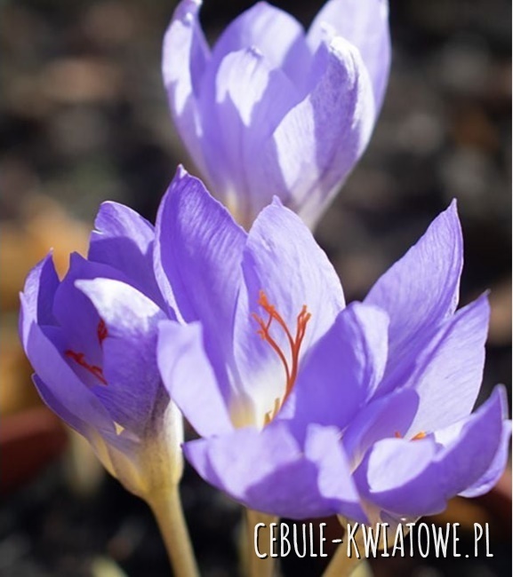 Krokus Wiosenny Pulchellus 10 szt.