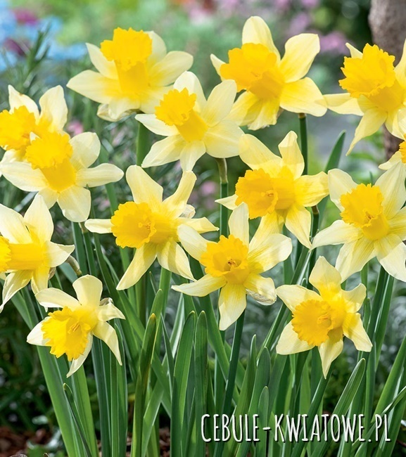 Narcyz Trąbkowy Lobularis 5 szt.