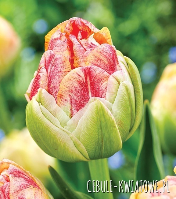 Tulipan Zielonokwiatowy Sprinkle Dip 5 szt.