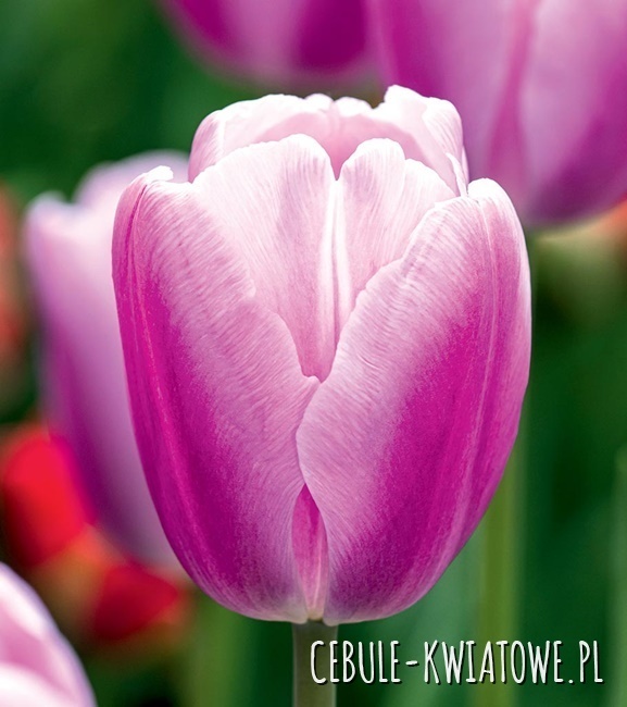 Tulipan Triumph Argos 5 szt.