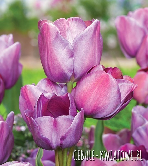 Tulipan Wielokwiatowy Blue Heaven 5 szt.