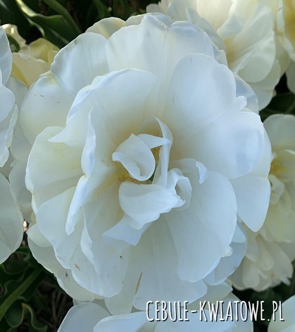 Tulipan Pełny Wedding Dream 5 szt.