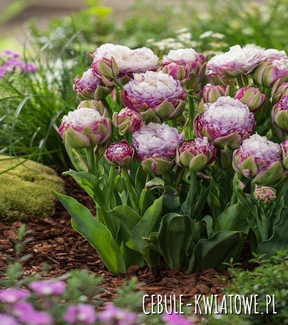 Tulipan Zielonokwiatowy Peggy Wonder 3 szt.