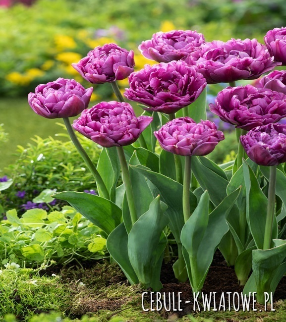 Tulipan Pe ny Double Flag 5 Szt Cebule kwiatowe pl tulipan-pe-ny-double-flag-5-szt-cebule-kwiatowe-pl