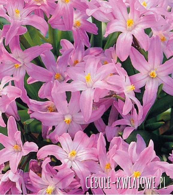 Chionodoxa Rosea 10 szt.