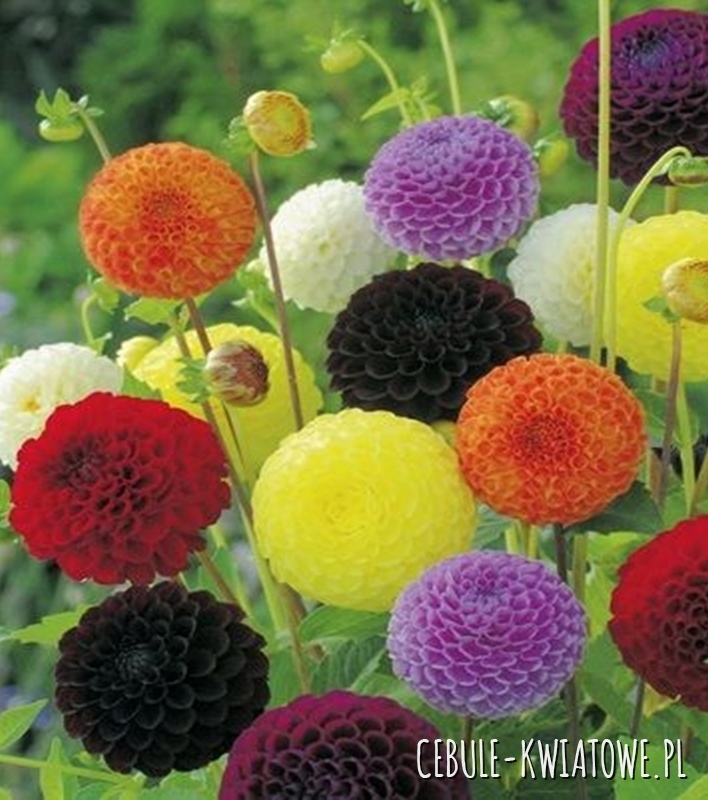 Dalia Pomponowa Mix 5 szt.