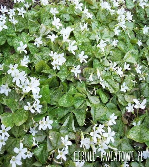 Oxalis Szczawik Regnellii 5 szt