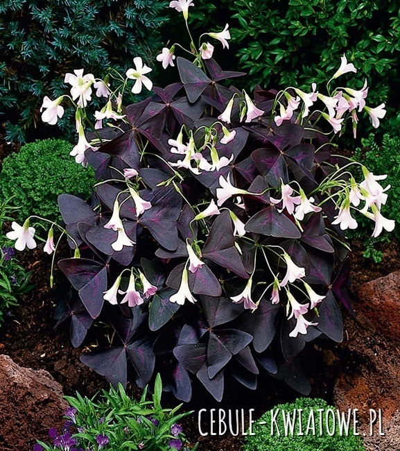 Oxalis Szczawik Burgundy Wine 5 szt