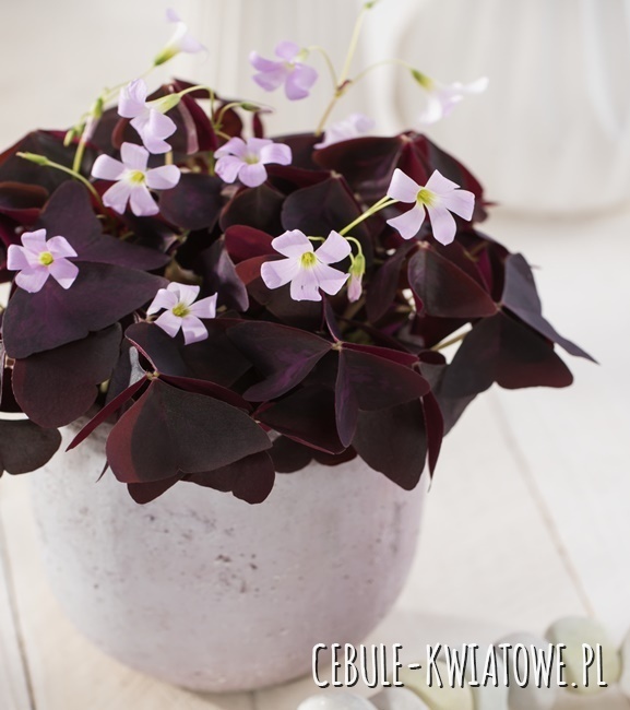 Oxalis Szczawik Mieke 5 szt