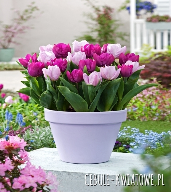 Kompozycja książęce marzenia 20 szt